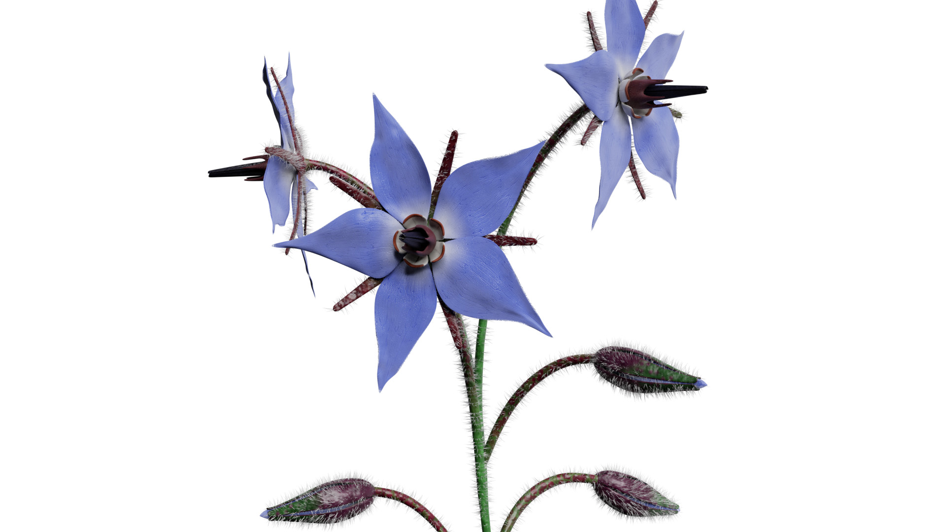 Borage Flower preview image 2